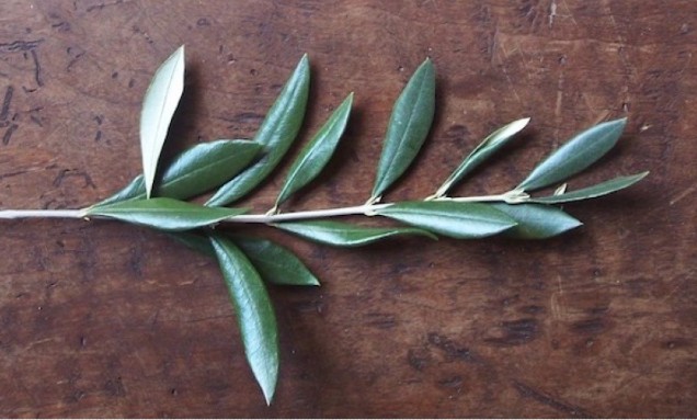 Preghiera fede grandine e ulivo benedetto - 108 grani Ho'oponopono